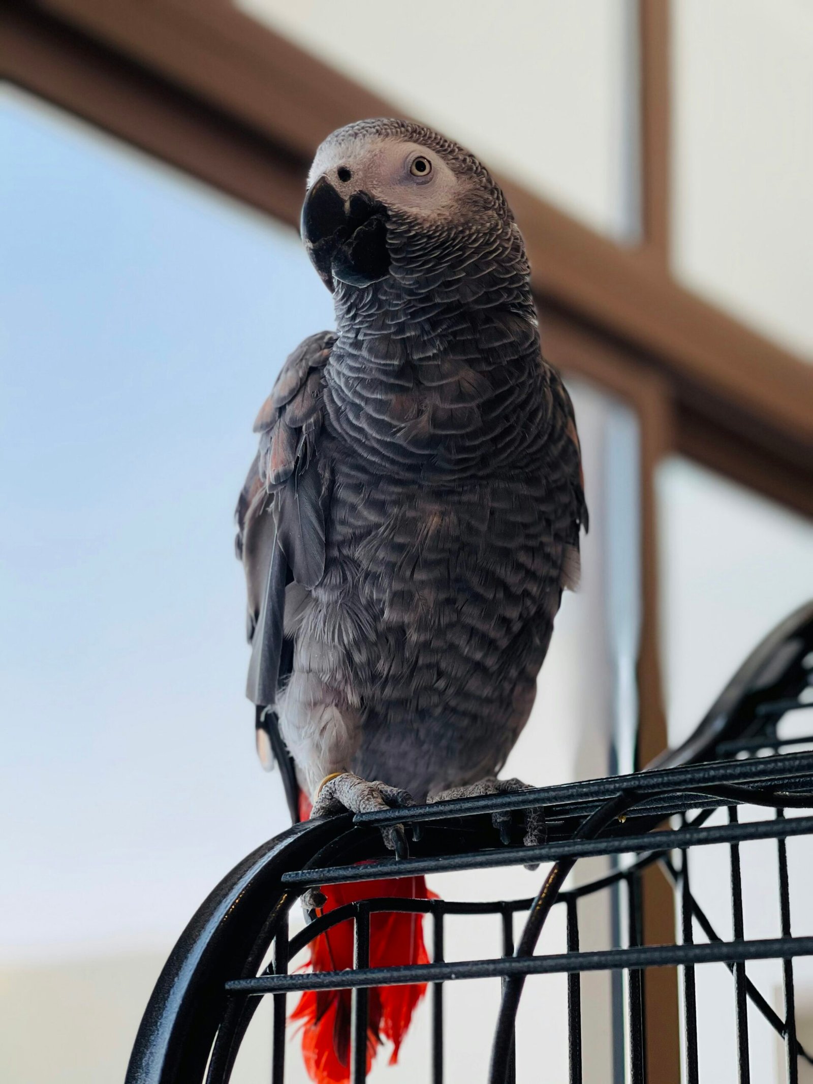 African Grey Parrot For Sale