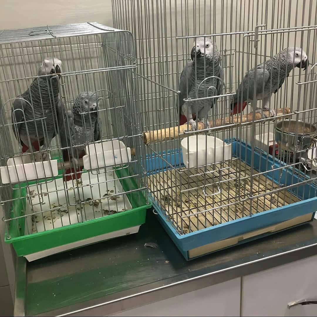 Caring for Your African Grey: Starter Kits for New Owners