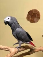 2-Year-Old Female Congo African Grey Parrot for Sale | Lina