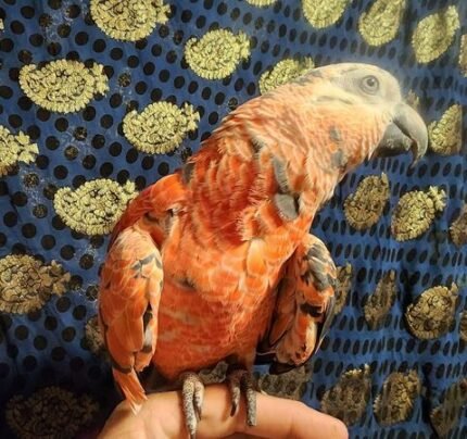 5-Month-Old Red Factor African Grey Parrot For Sale | Wally