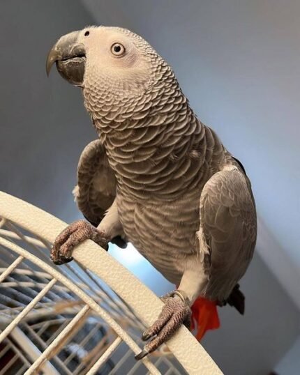 2-Year-Old Congo African Grey Parrot For Sale | Einstein