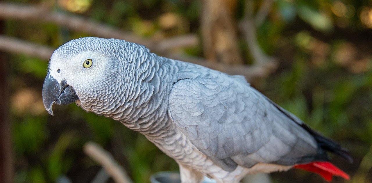 African Grey Parrot for Sale