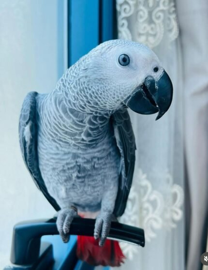 3-Year-Old Congo African Grey Parrot For Sale | Mario