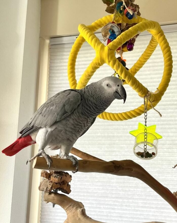 5-Year-Old Female Congo African Grey Parrot For Sale | Guusje