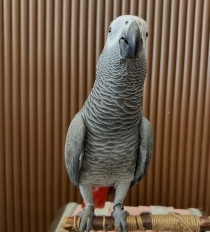 5-Year-Old Male Congo African Grey Parrot For Sale | Hawkings