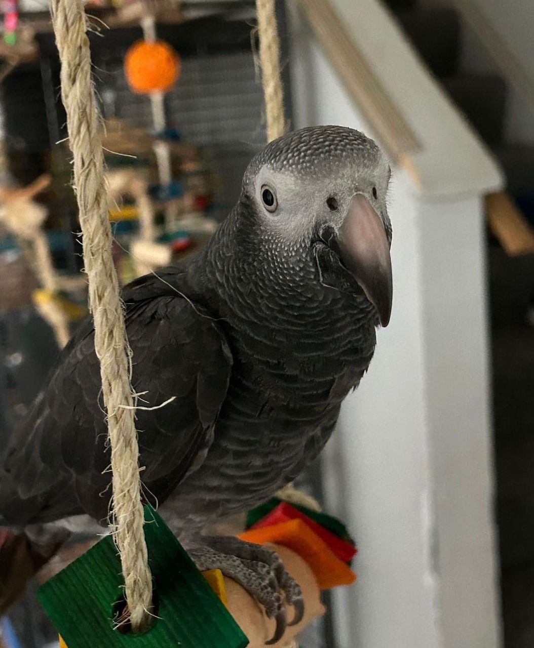 2-Year-Old Female Timneh African Grey Parrot For Sale | Lily