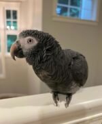 6-Months-Old Timneh African Grey Parrot For Sale | Kelly