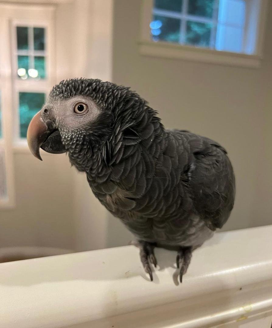 6-Months-Old Timneh African Grey Parrot For Sale | Kelly