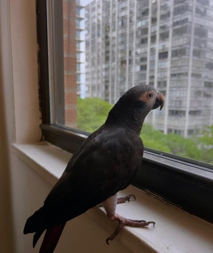 3-Year-Old Timneh African Grey Parrot For Sale | Lucky