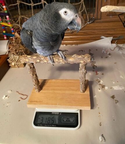 4-Year-Old Timneh African Grey Parrot For Sale