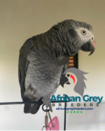 5-Year-Old Timneh African Grey Parrot For Sale | Mina