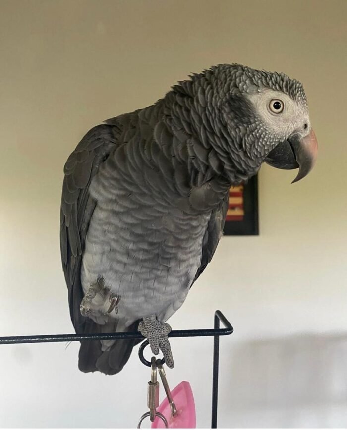 5-Year-Old Timneh African Grey Parrot For Sale | Mina