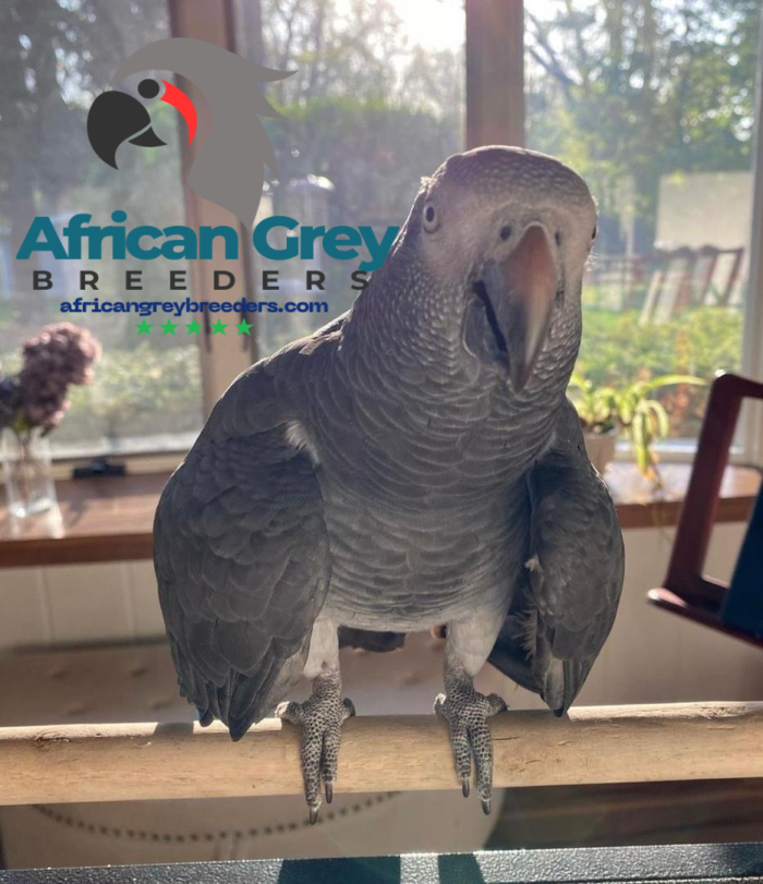 5-Year-Old Timneh African Grey Parrot For Sale | Mina