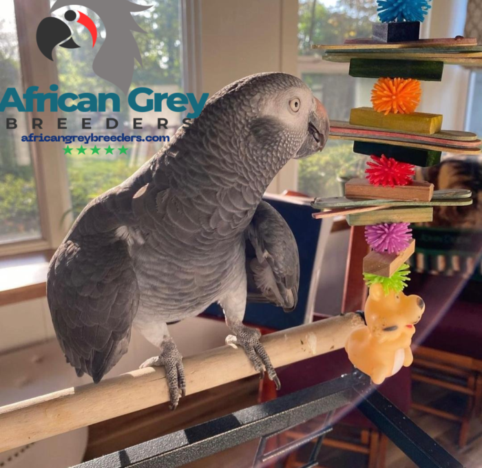 5-Year-Old Timneh African Grey Parrot For Sale | Mina