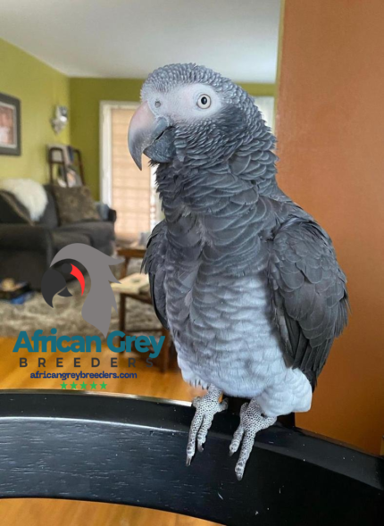 5-Year-Old Timneh African Grey Parrot For Sale | Mina