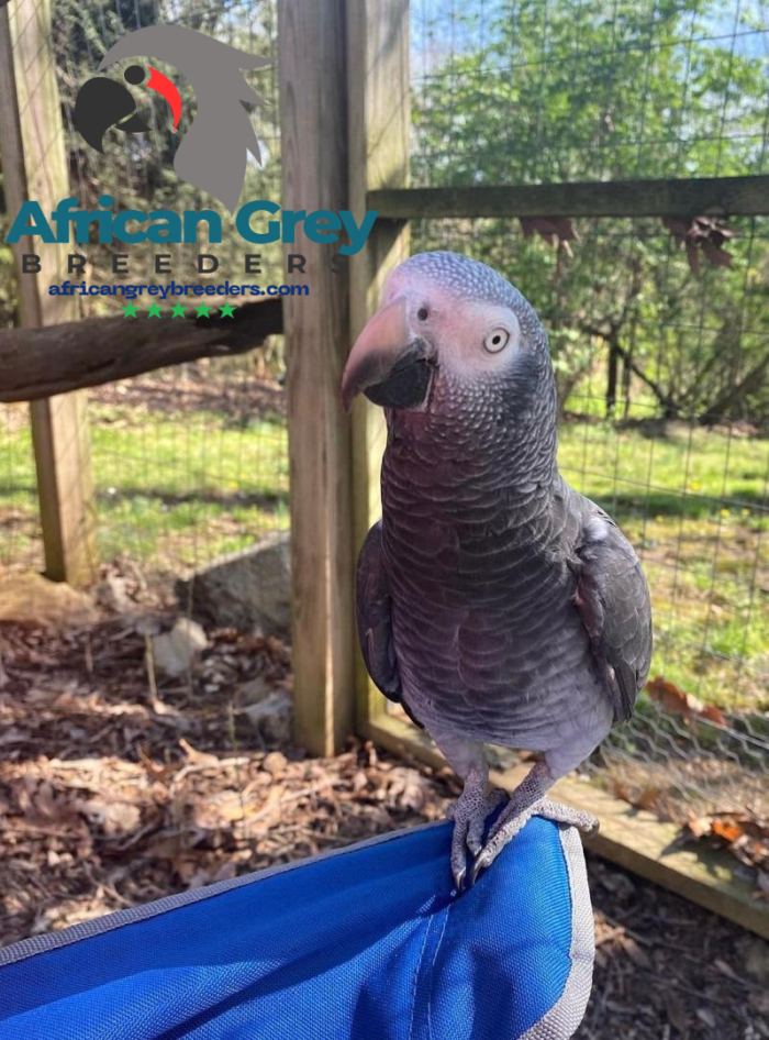 5-Year-Old Timneh African Grey Parrot For Sale | Mina