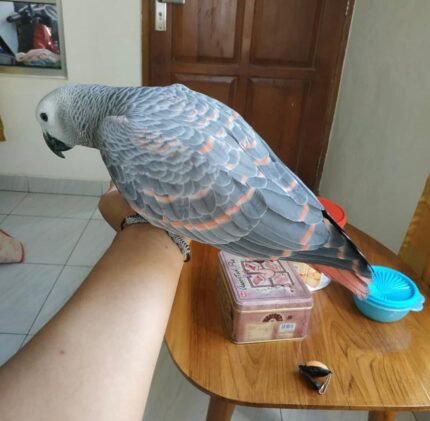 3-Year-Old Red Factor African Grey Parrot For Sale