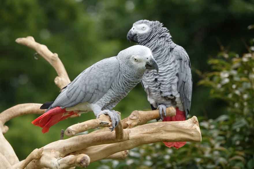 African Grey Parrot for sale