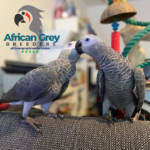 Pair of 3-Year-Old Timneh African Grey Parrots | Tim and Tina