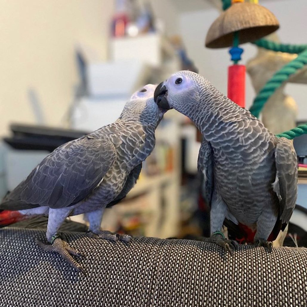 Pair of 3-Year-Old Timneh African Grey Parrots | Tim and Tina