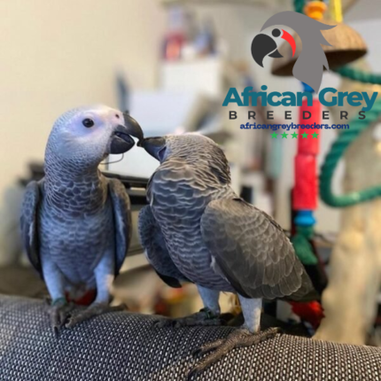 African Grey Parrot for Sale