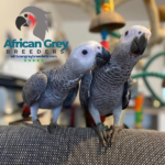 African Grey Parrot for Sale