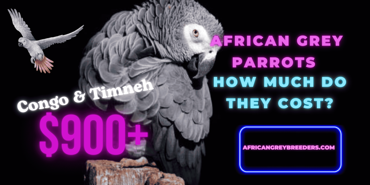 The Cost of African Grey Parrots in 2024 Revealed