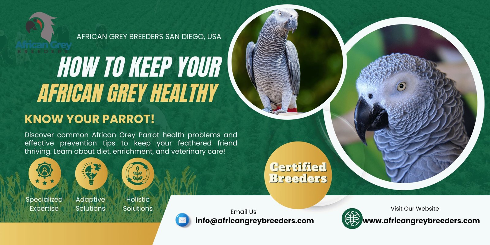 Common African Grey Parrot Health Issues and How to Prevent Them