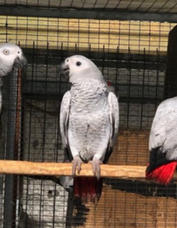 African Grey Parrots For Sale