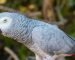 African Grey Parrot for Sale