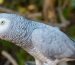 African Grey Parrot for Sale