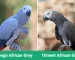 African Grey Parrot for sale