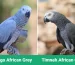 African Grey Parrot for sale