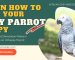 How To Keep Your African Grey Happy: The Importance of Mental Stimulation