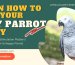 How To Keep Your African Grey Happy: The Importance of Mental Stimulation