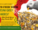 The Ultimate African Grey Parrot Diet: From Seeds to Fresh Veggies