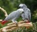 African Grey Parrot for sale