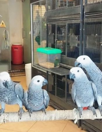 African Grey Parrots For Sale